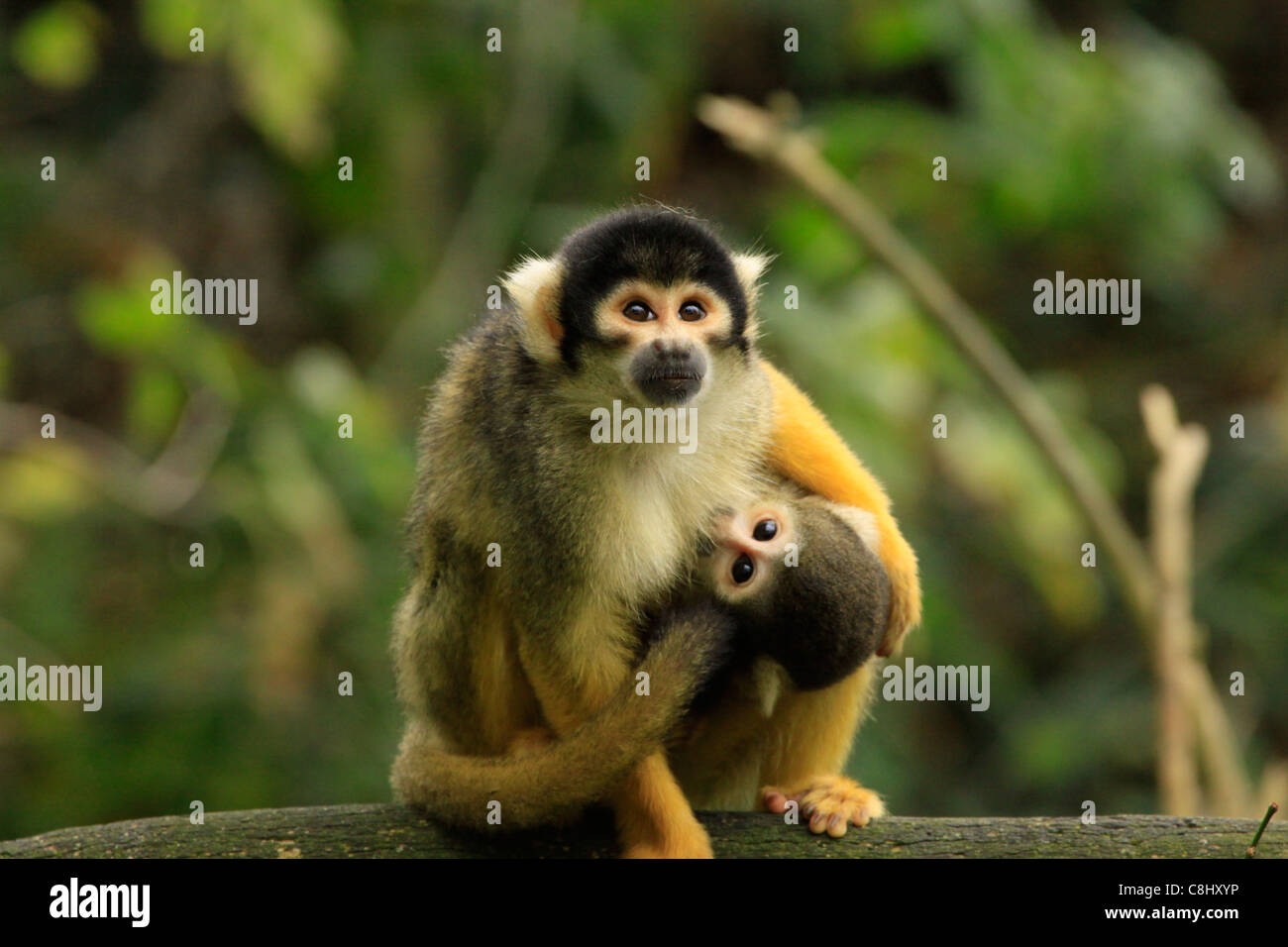 L'affascinante Mondo Delle Scimmie Scoiattolo: La Spiegazione Della