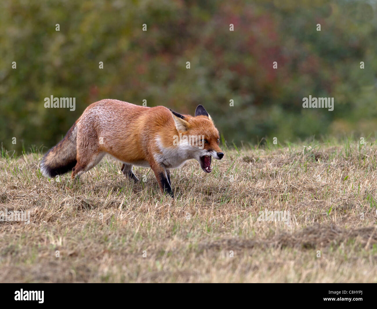 Red Fox, la bocca aperta Foto Stock