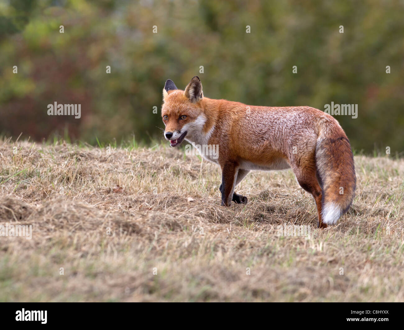 Red Fox, la bocca aperta Foto Stock