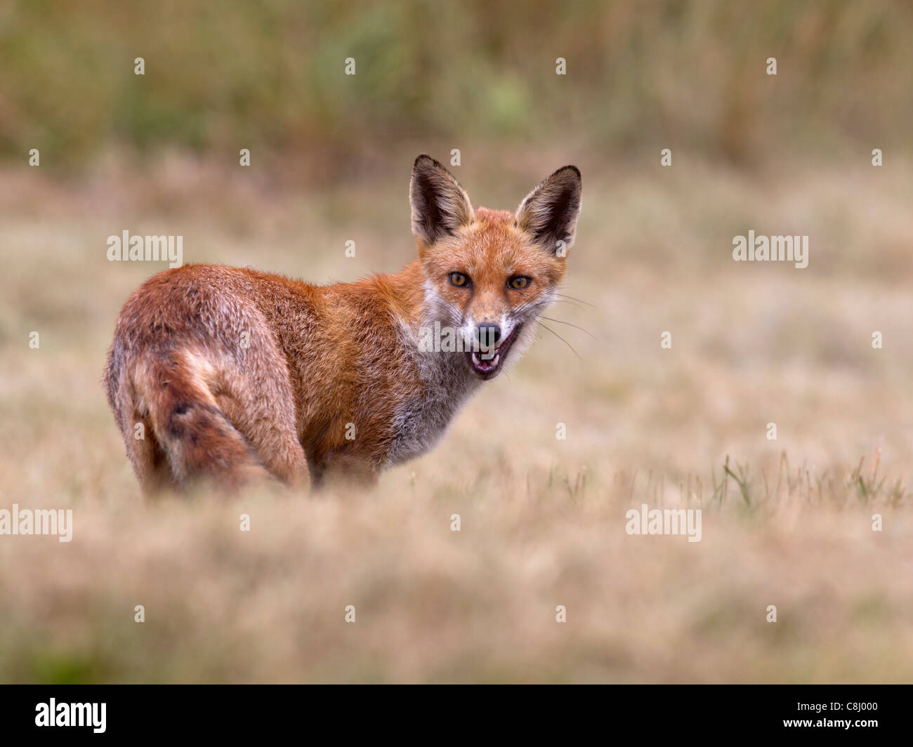Red Fox, la bocca aperta Foto Stock