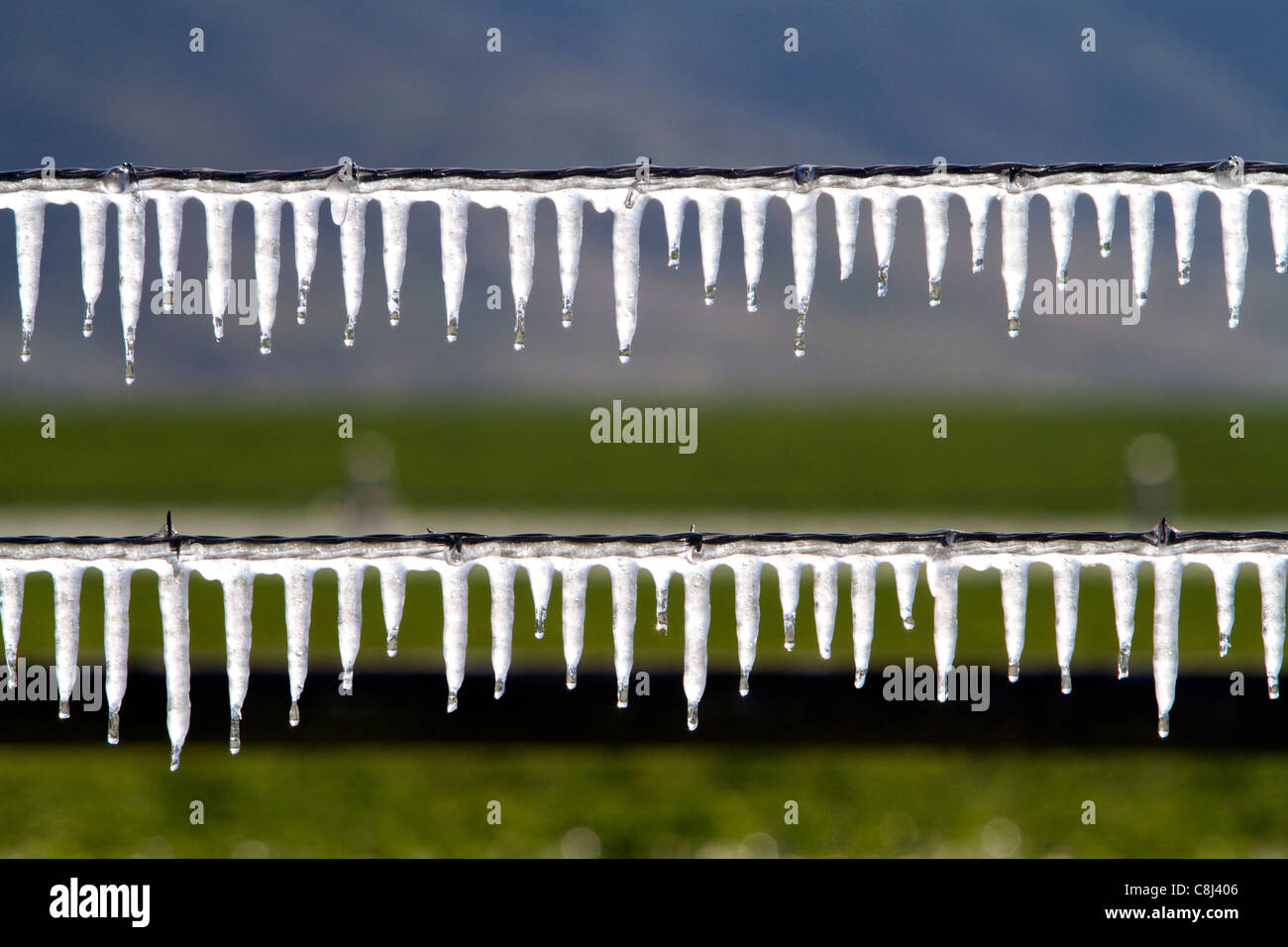 Congelati acqua di irrigazione su un recinto di filo. Foto Stock