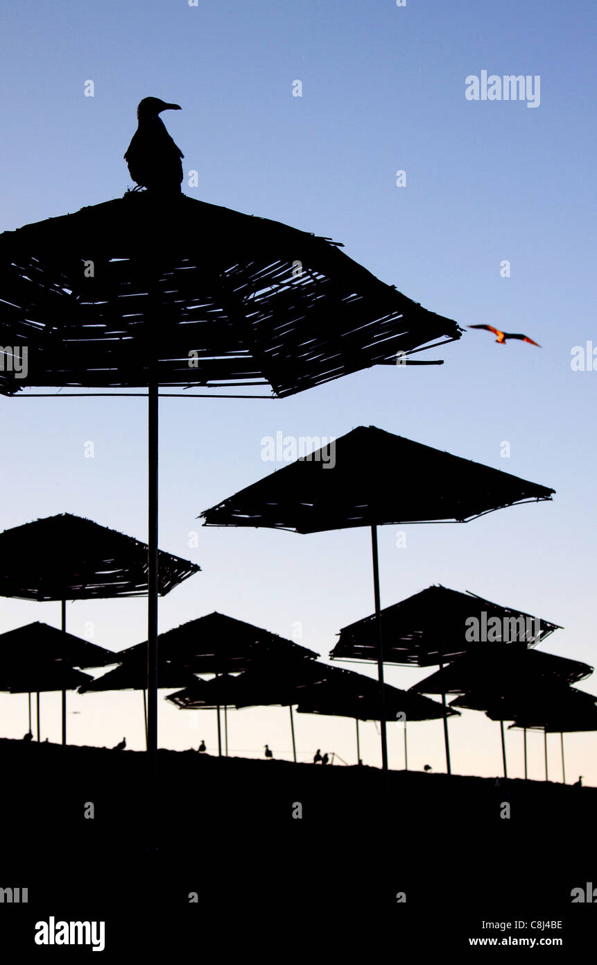 Silhouette di paglia ombrelloni da spiaggia e gabbiani sulla spiaggia al tramonto Foto Stock