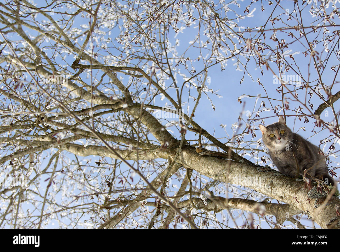Gatto grigio su un albero Foto Stock