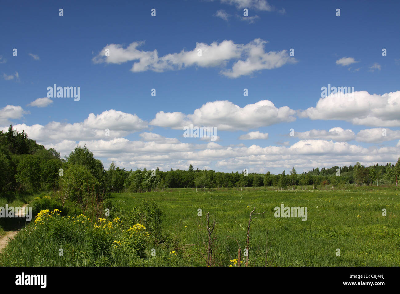 Campo verde e cielo blu con nuvole, Russia Foto Stock