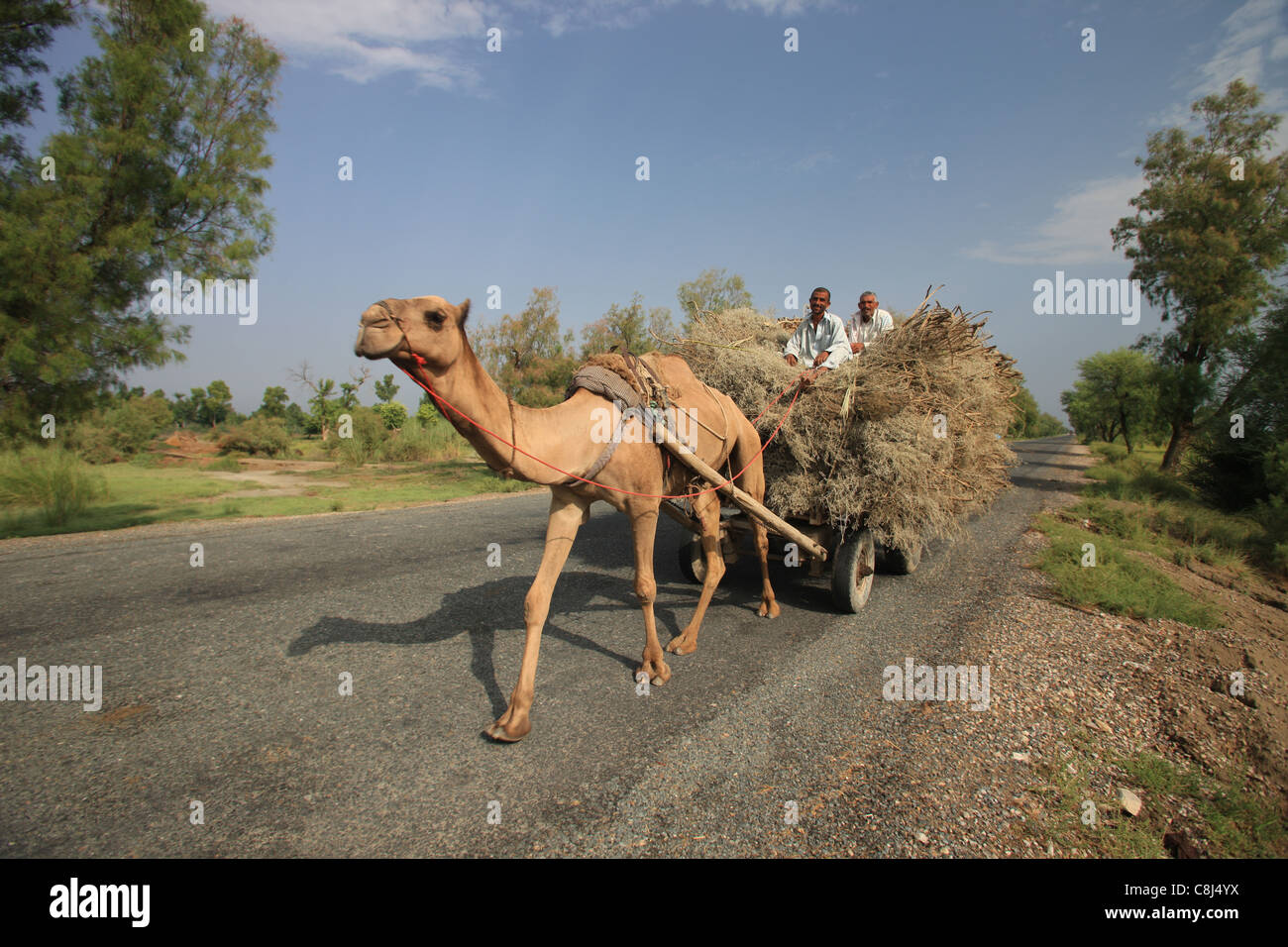 Il cammello, camel-disegnato, Pakistan, Belucistan, Asia, carico di merci, sul modo in cui, sulla strada, viaggi, strada, traffico, carico Foto Stock