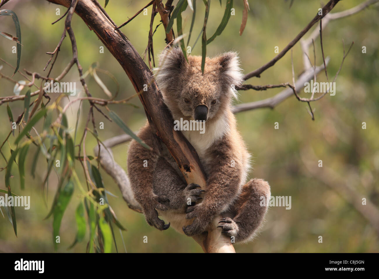 Il Koala, Phascolarctos cinereus, Australia, marsupiale, arboree sia erbivori, animale mammifero, eucalipto, Toxine, Teddy bear, asle Foto Stock