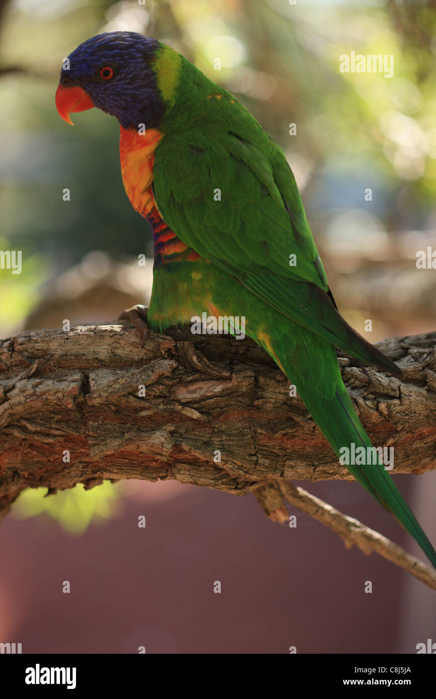 Rainbow Lorikeet, Trichoglossus haematodus, pappagallo australiano, foresta pluviale, bosco, Australia, bird, foro allevatori, foro nestin Foto Stock