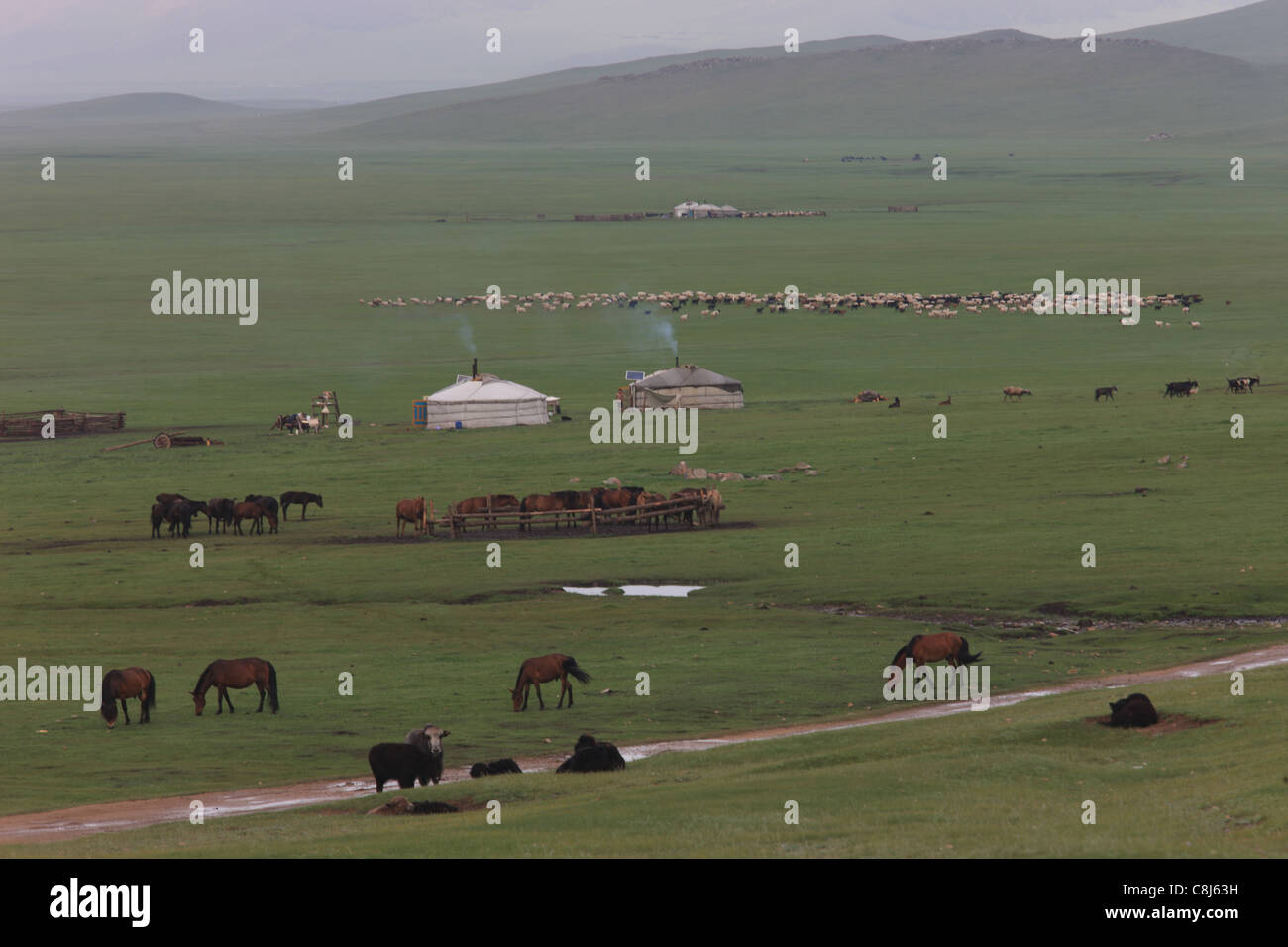 Mongolo Yurt camp, Ger, Mongolia, steppa, nomadi, nomad-camp, armenti e greggi, guidato greggi. ovini e caprini, gli animali, bestiame, pa Foto Stock