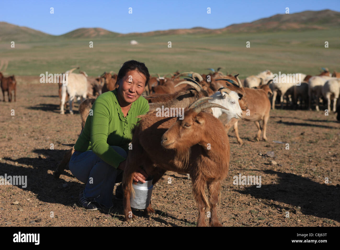 Donna mongola, Mongolia, steppa, nomadi e vita quotidiana, nomad-camp, capra-mungendo armenti e greggi, guidato greggi. pecore, animali, li Foto Stock