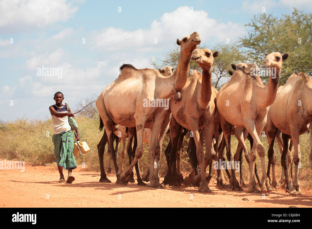 Herder con i suoi cammelli sulla strada tra Isiolo e di Marsabit nel nord del Kenya Foto Stock
