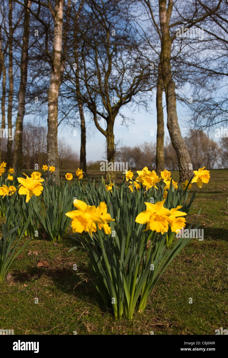 In primavera i narcisi in presenza di luce solare Foto Stock