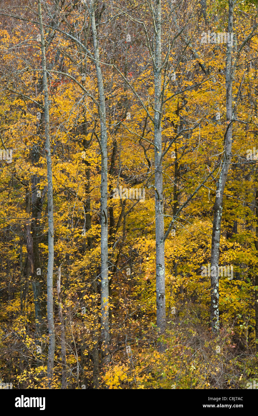 Quattro tronchi di alberi sul bordo della foresta autunnale sul Monte di San Francesco in Floyd County, Indiana Foto Stock