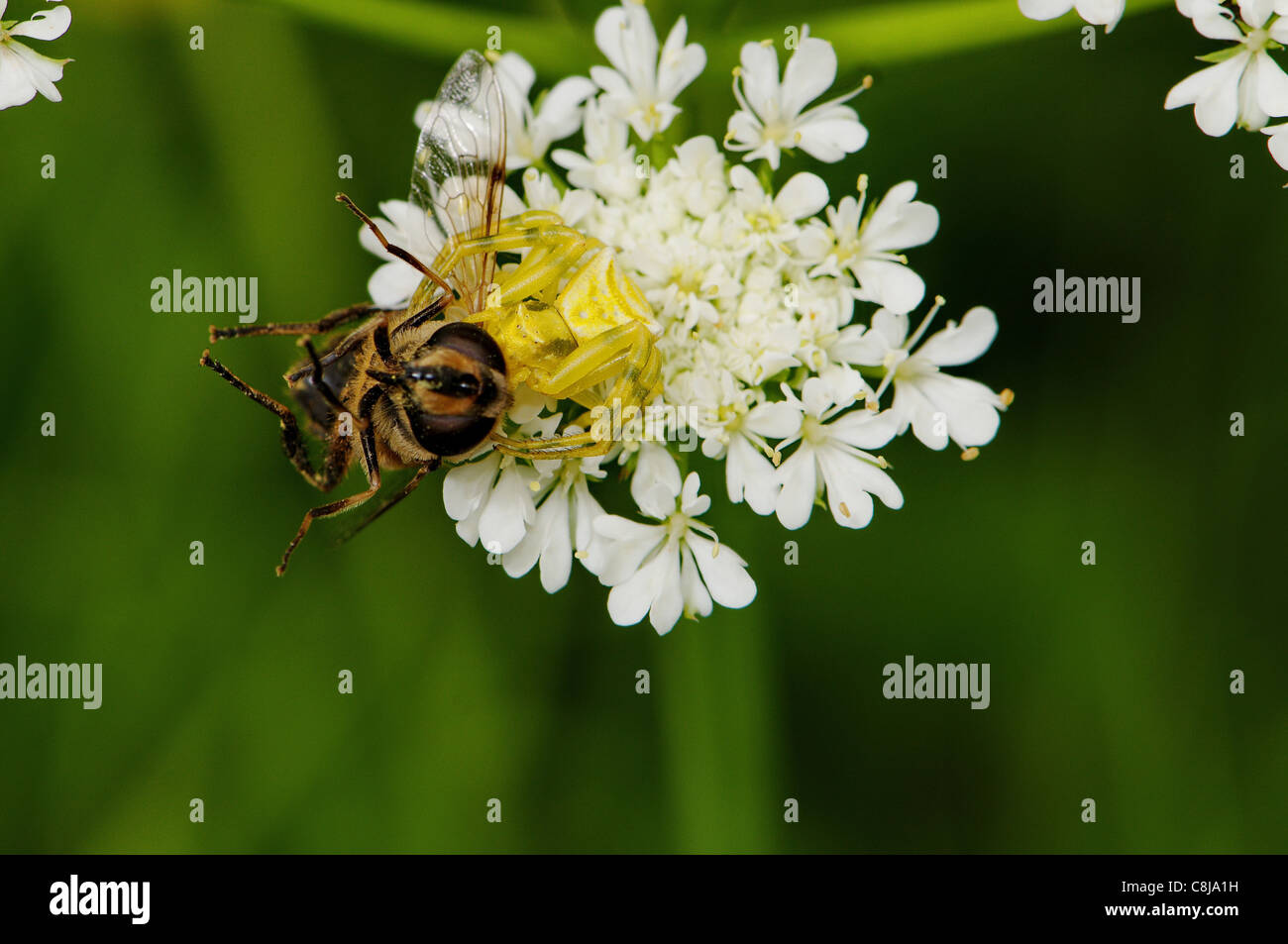 Il ragno granchio, spider, ragni, giallo, preda, volare, animale, gli animali, la fauna, la fauna animale selvatico, animali selvatici Foto Stock