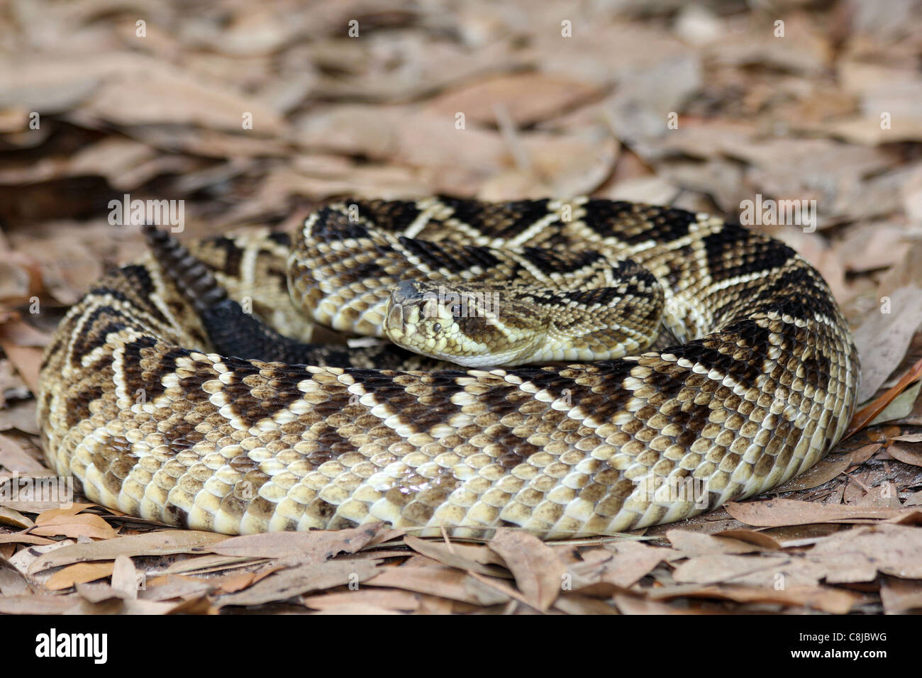 Eastern Diamondback Rattlesnake (Crotalus adamanteus) in Florida Foto Stock