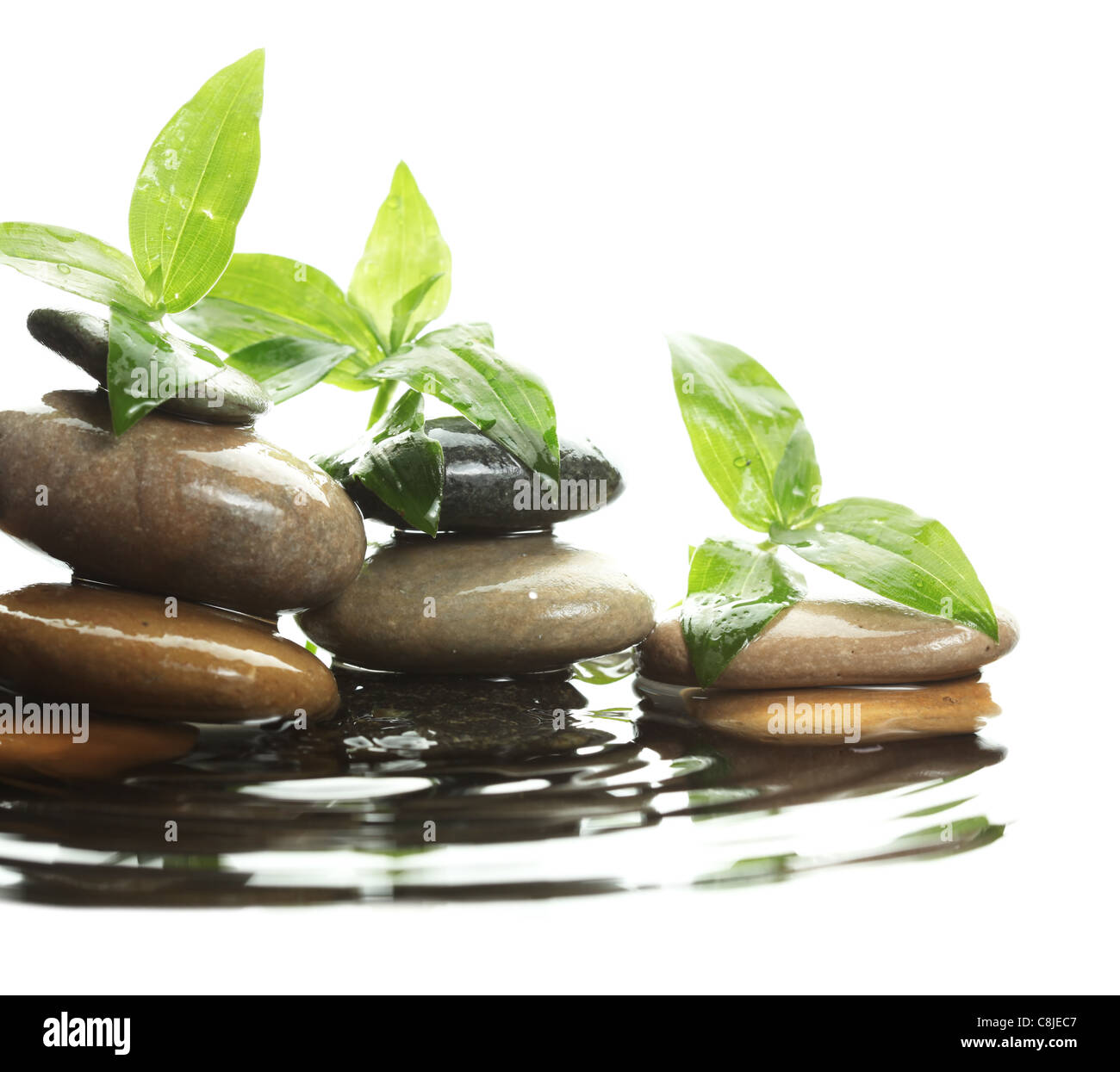 Le pietre in acqua con foglie Foto Stock