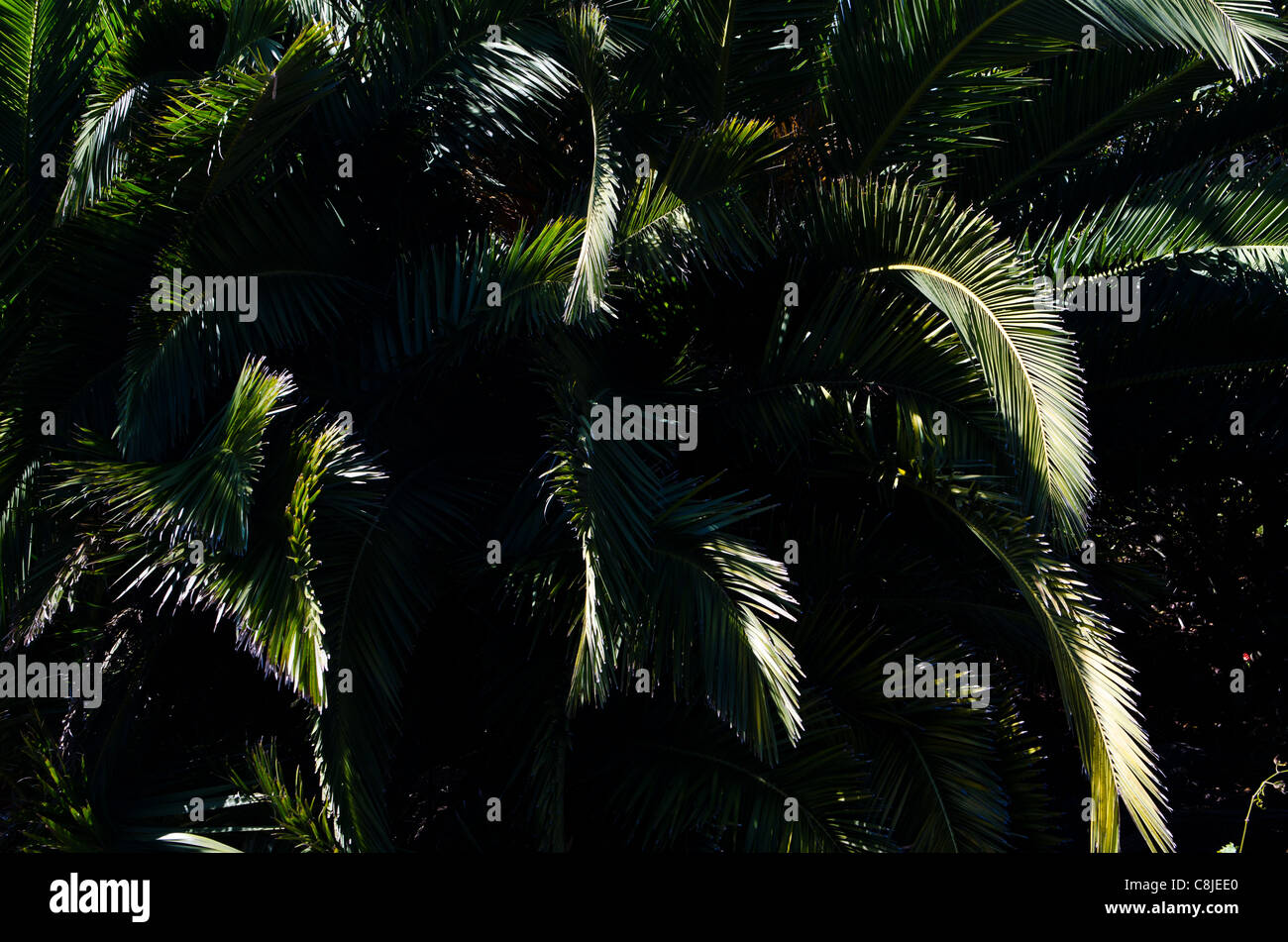 Foglie di palma, in sole forte, la baia di San Francisco, America Foto Stock