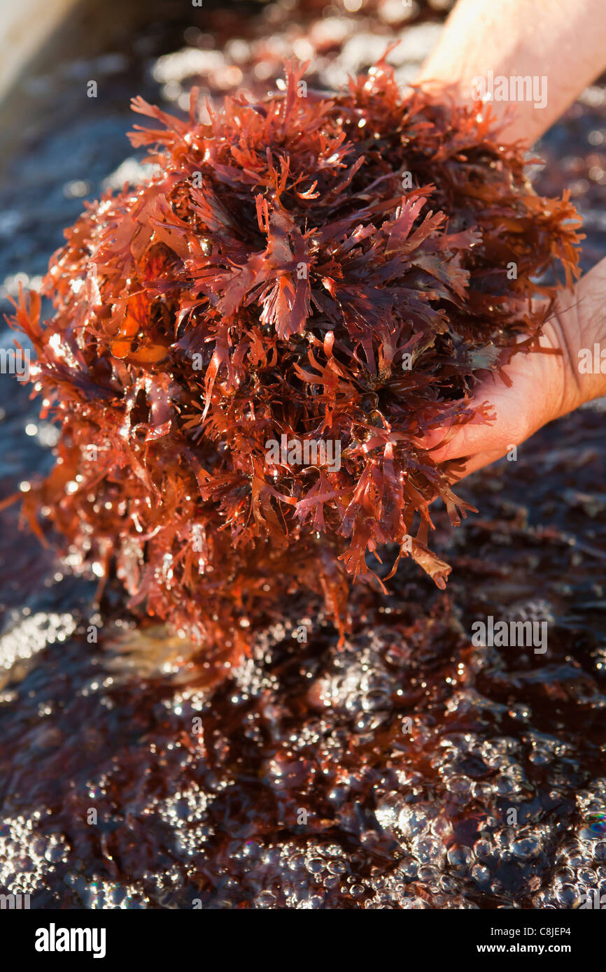 Dulse, un tipo di alga marina, è alimentato ai giovani abalone, coltivati Abalone, Goleta, California Foto Stock