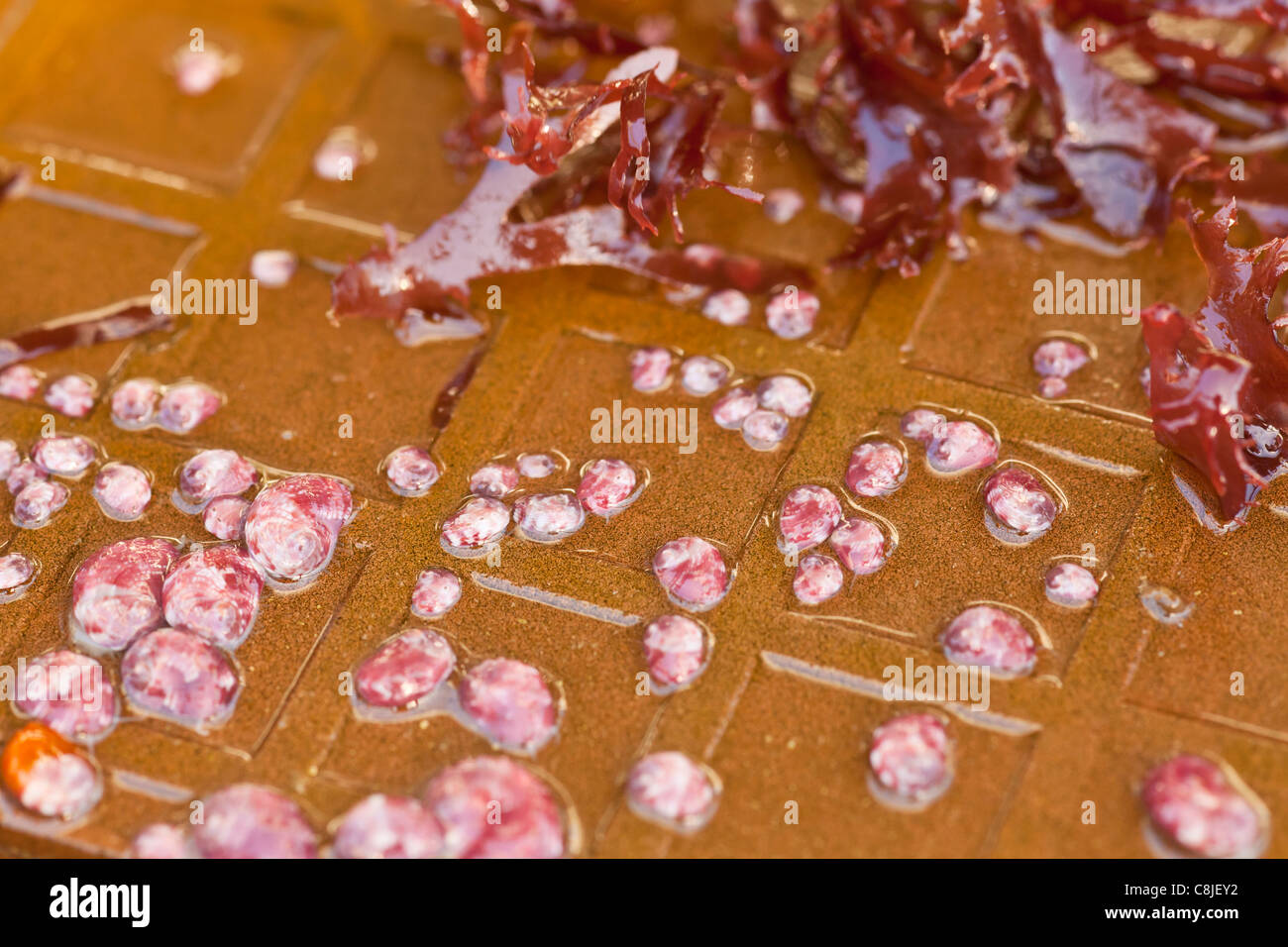 Seme abalone sono cresciute su piastrelle ceramiche, coltivati Abalone, Goleta, California Foto Stock