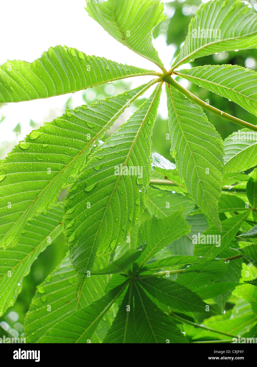 Castagno foglie dopo la pioggia Foto Stock