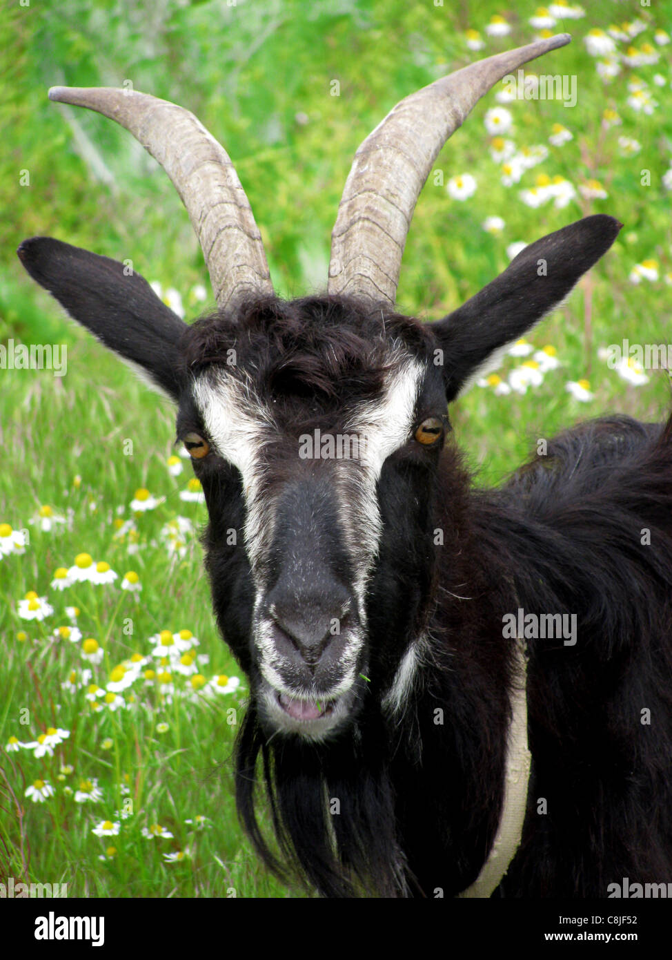 Capra su un prato Foto Stock