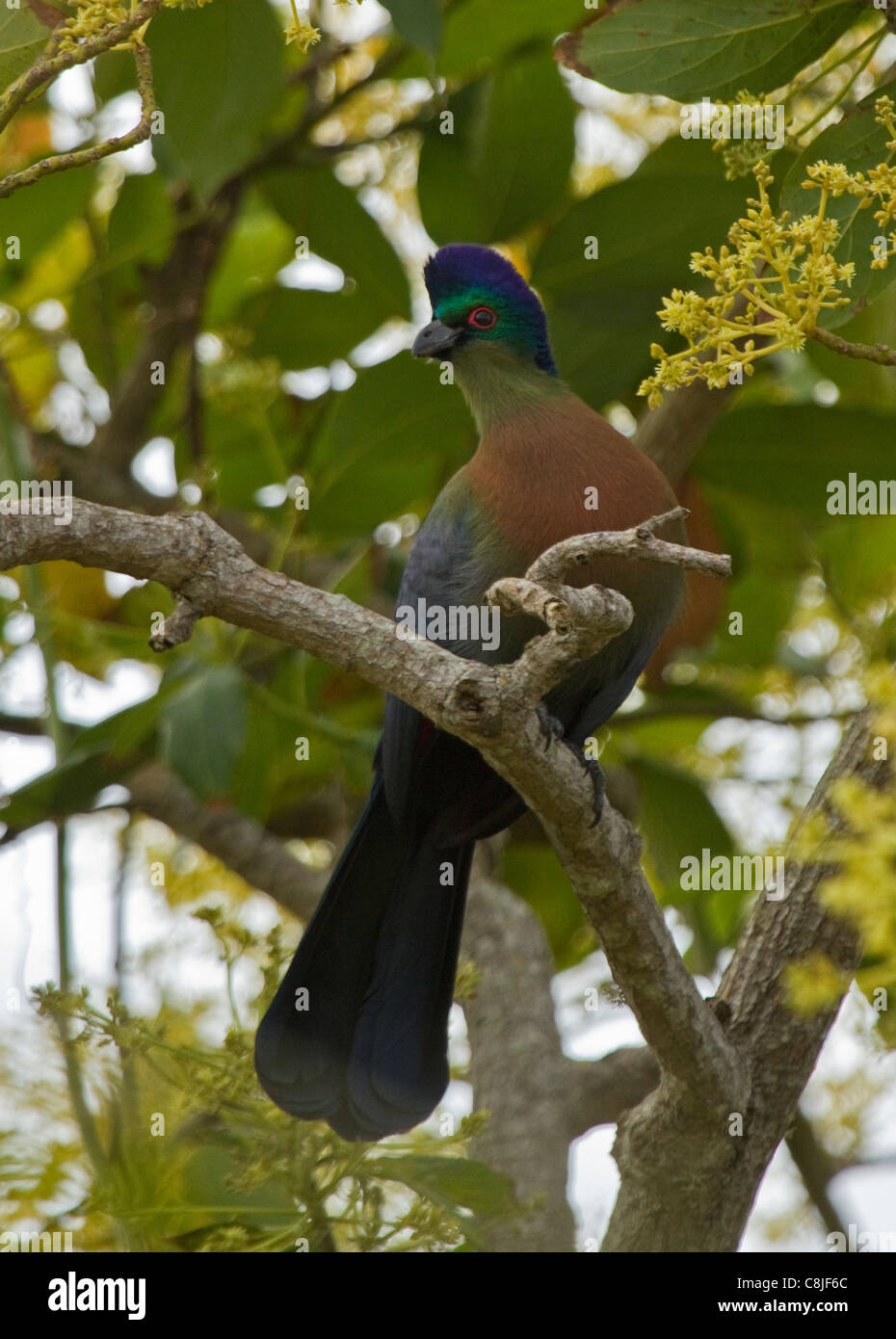 Viola-crested's Turaco sud africa Foto Stock