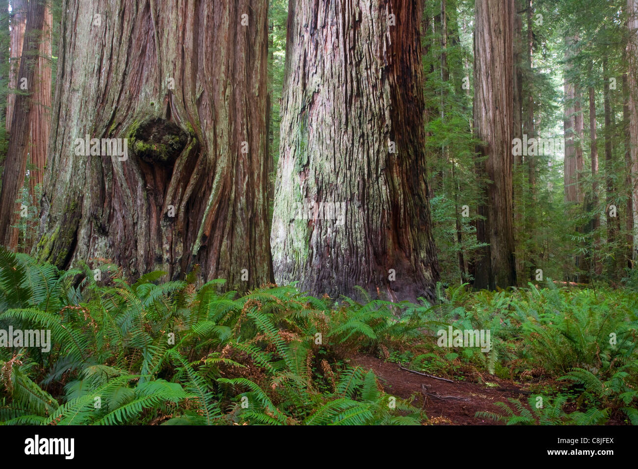 CALIFORNIA - Foresta di Redwood in Stout Grove in Jedediah Smith Redwoods parco dello stato parte del Redwood National e parchi statali. Foto Stock