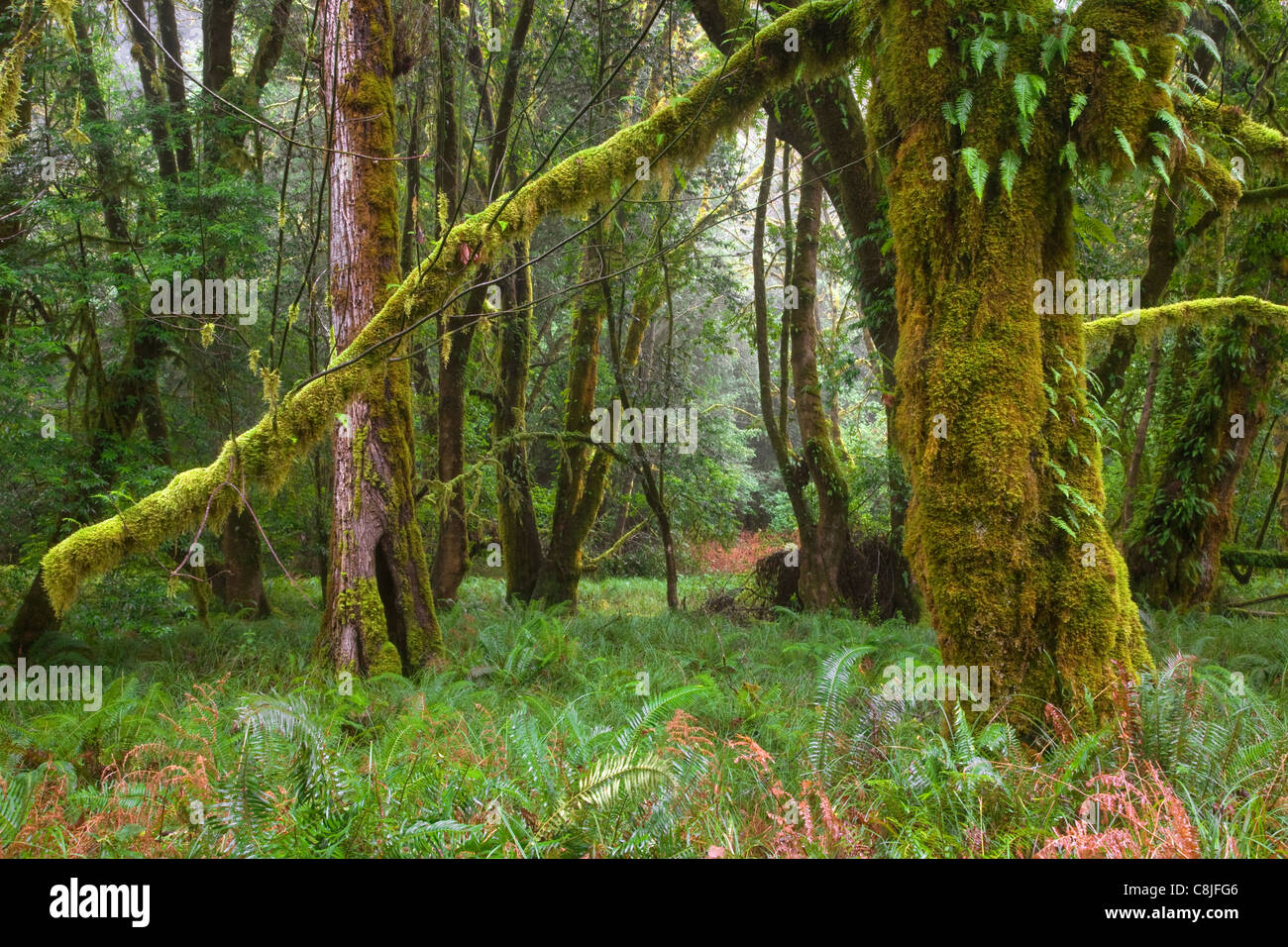 CALIFORNIA - Fern e coperte di muschio alberi di acero crescente lungo il Redwood Creek di alberi di alto fusto boschetto di Redwoods National Park Foto Stock