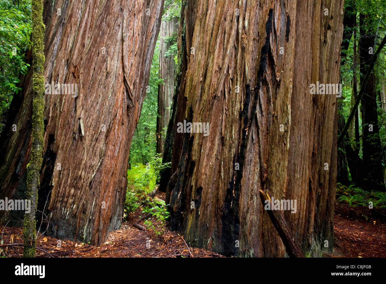 CA00894-00...CALIFORNIA - sequoia gigante alberi in Tall Trees Grove di Redwood National e parchi statali. Foto Stock