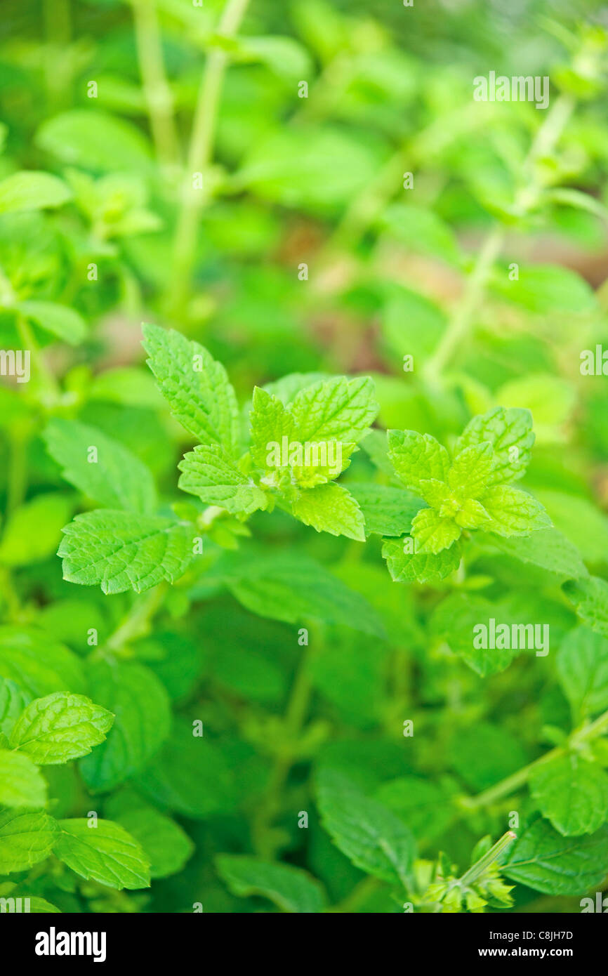 Melissa officinalis, Lemmon Balsamo Foto Stock
