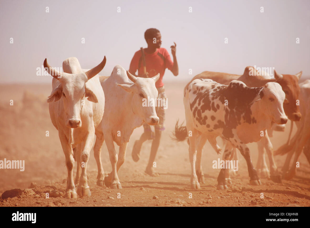 Bovini herder nel nord del Kenya sulla strada tra Isiolo e Marsabit Foto Stock
