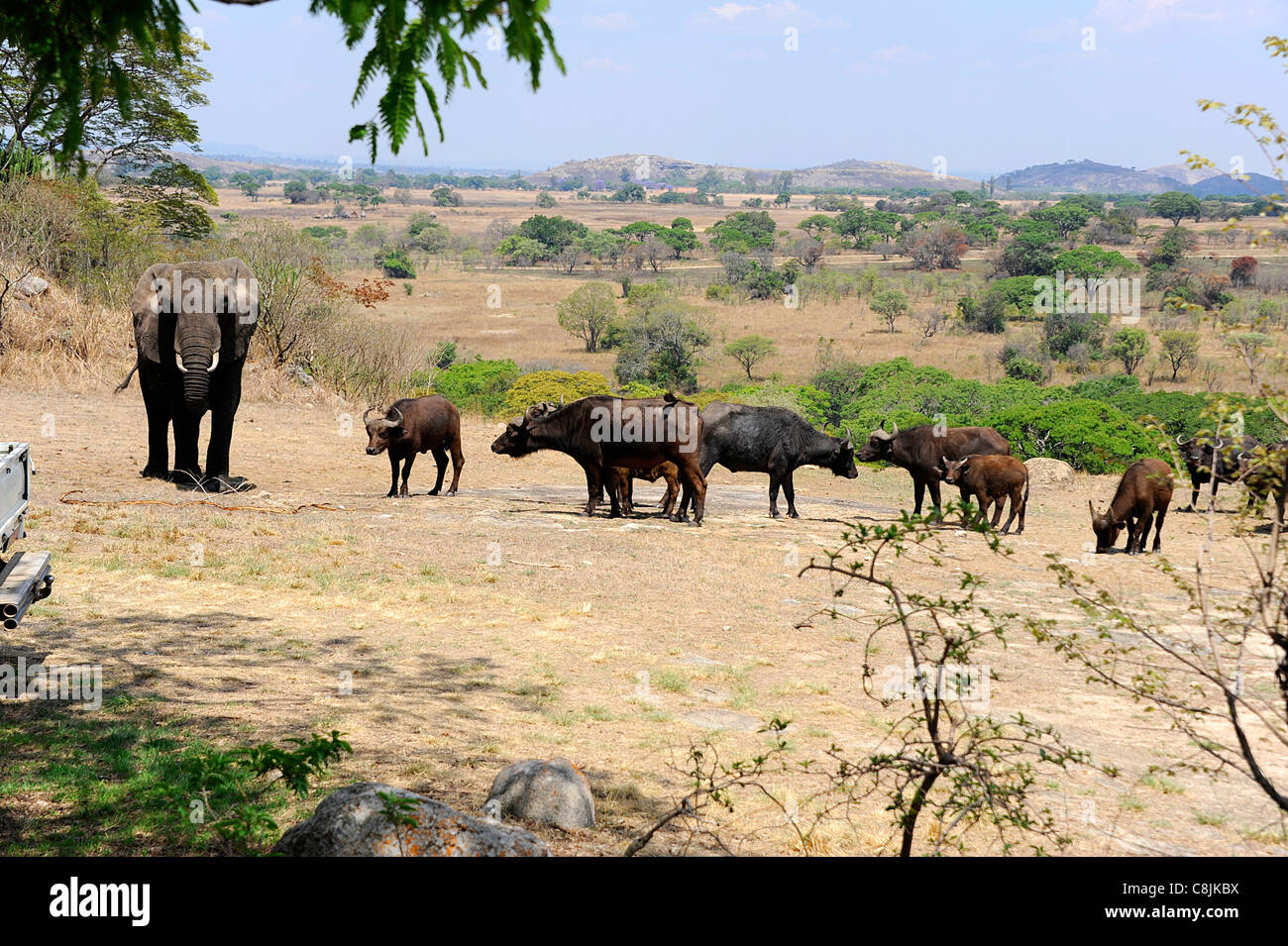 Nzou, un 35-anno-vecchio orfani elefante femmina divenne la matriarca di una mandria di bufali. Foto Stock