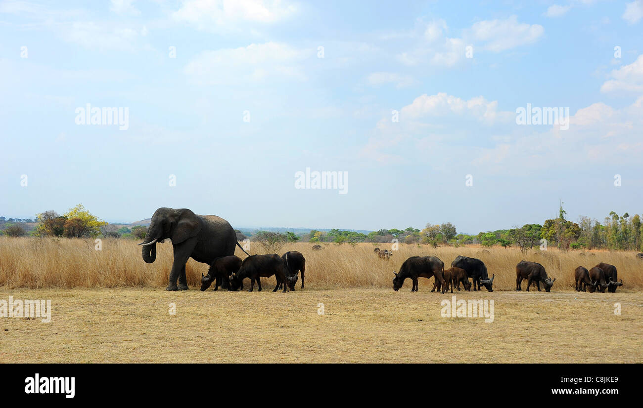 Nzou, un 35-anno-vecchio orfani elefante femmina divenne la matriarca di una mandria di bufali. Safari Imire ranch, Zimbabwe, Africa. Foto Stock
