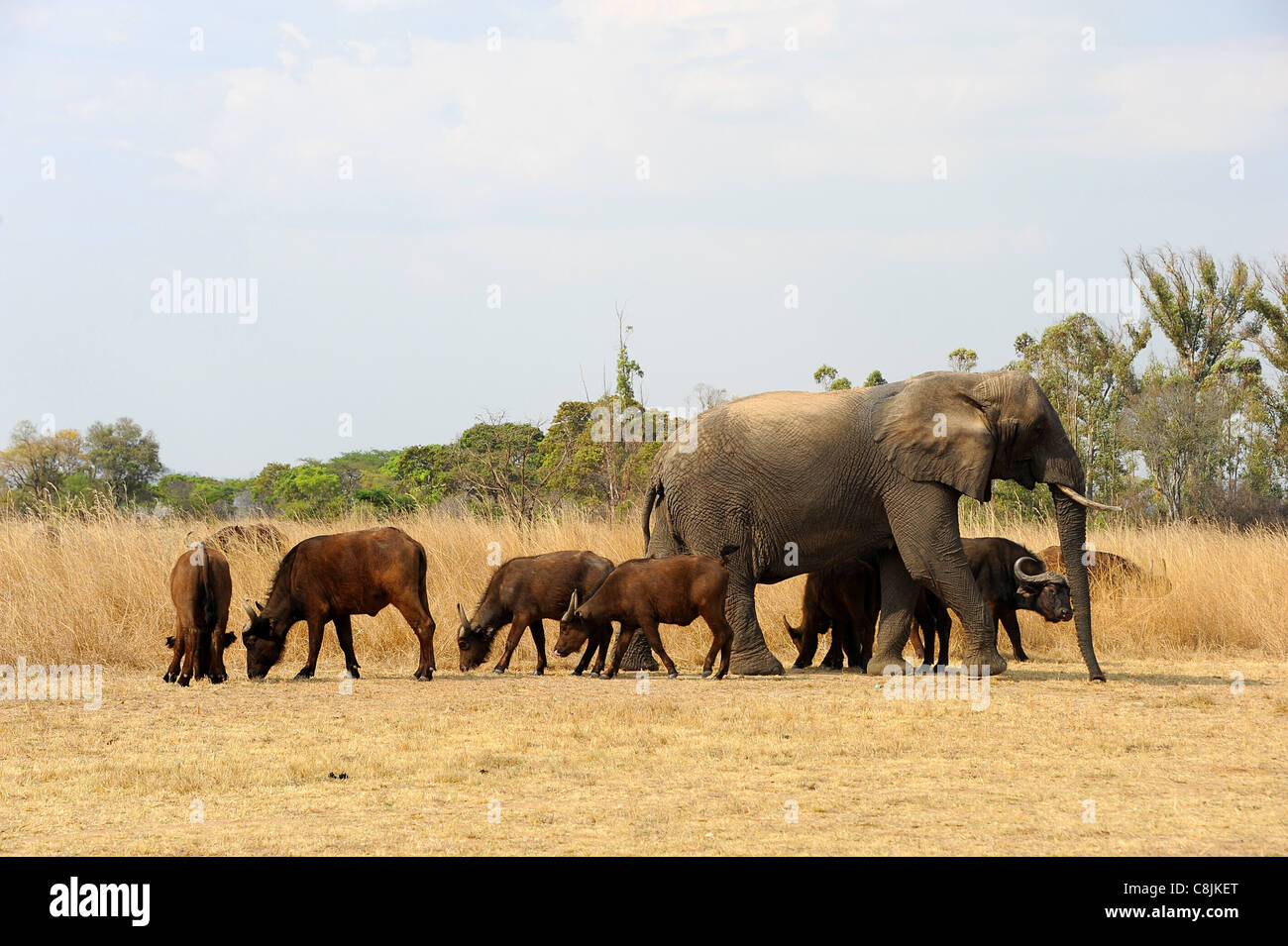 Nzou, un 35-anno-vecchio orfani elefante femmina divenne la matriarca di una mandria di bufali. Safari Imire ranch,Zimbabwe, Africa. Foto Stock