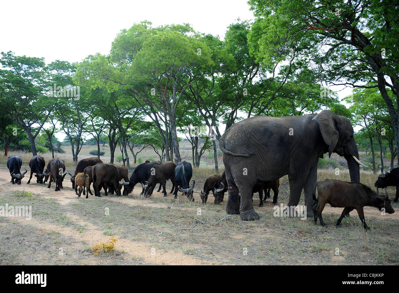 Nzou, un 35-anno-vecchio orfani elefante femmina divenne la matriarca di una mandria di bufali. Safari Imire ranch, Zimbabwe. Foto Stock