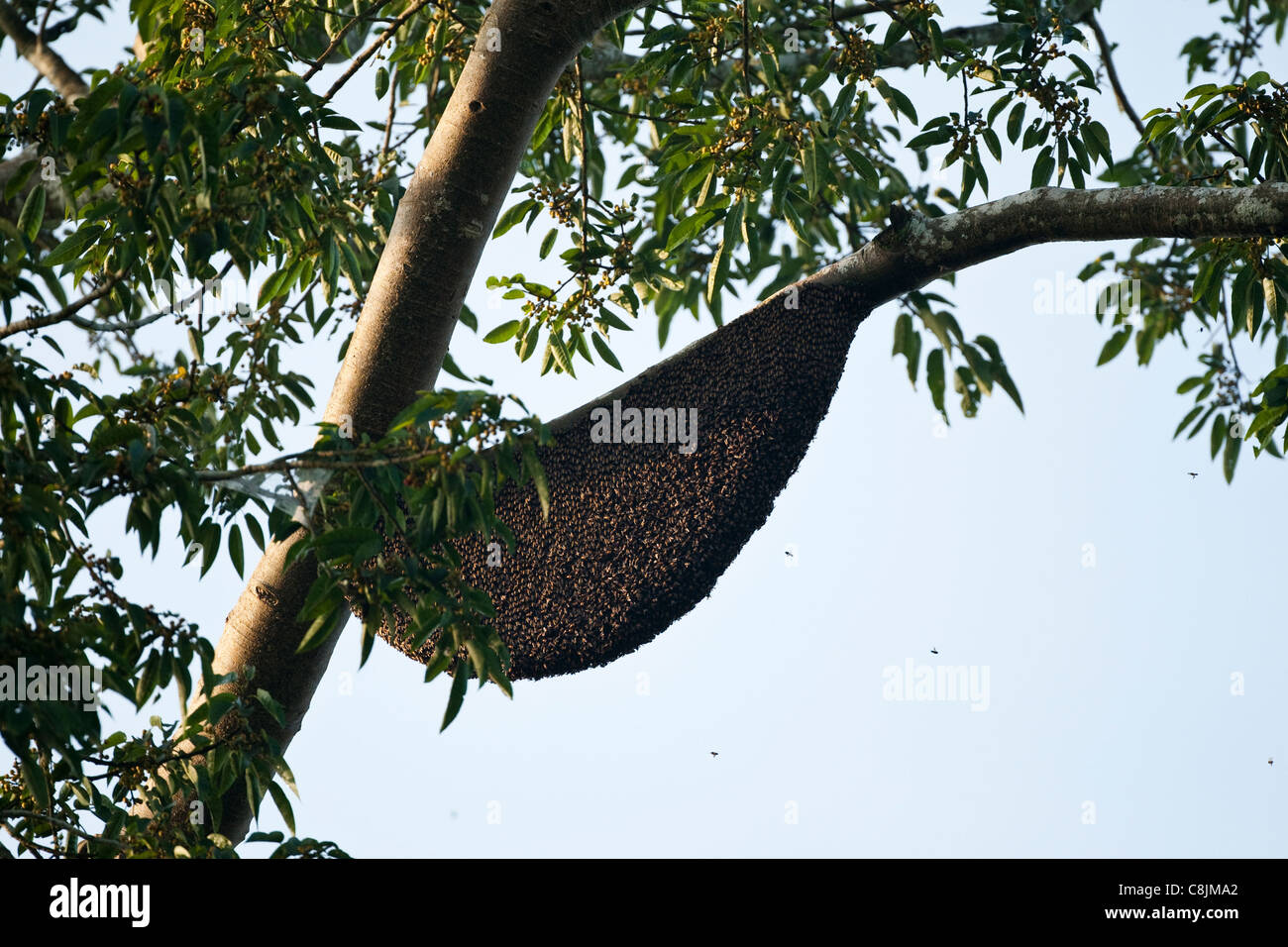 Honeybee gigante hive Apis dorsata, Kinabatangan, Sabah Borneo, Malaysia Foto Stock