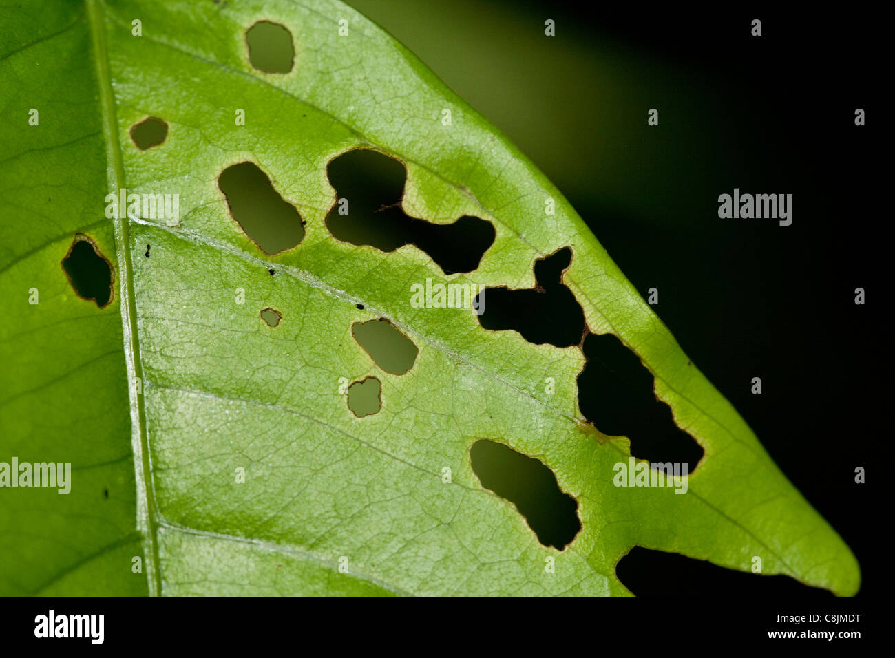 Foglie con fori da insetti herbivory, Sabah Borneo, Malaysia Foto Stock
