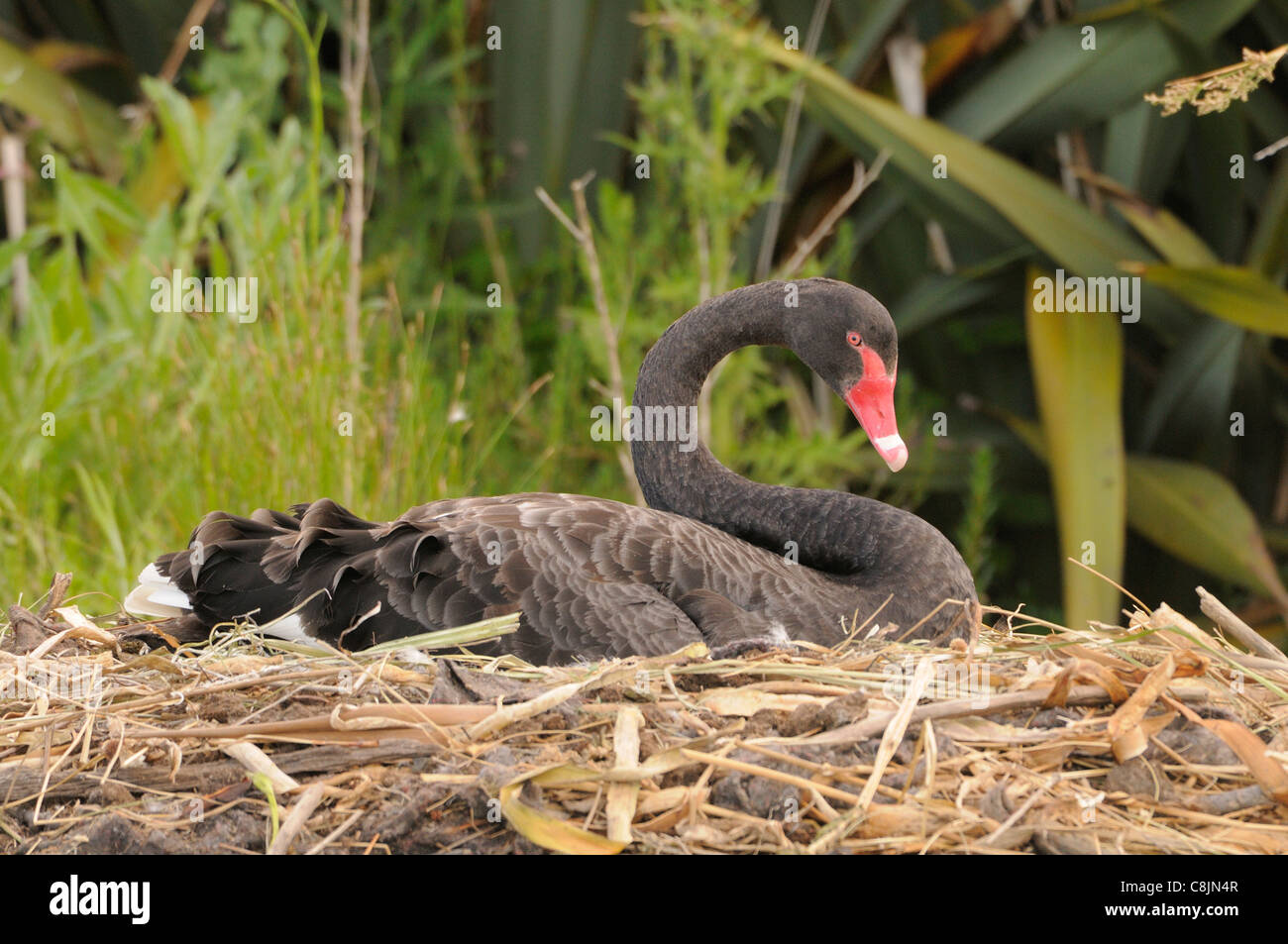 Cigno Nero Cygnus atratus adulto su nest fotografato in Victoria, Australia Foto Stock