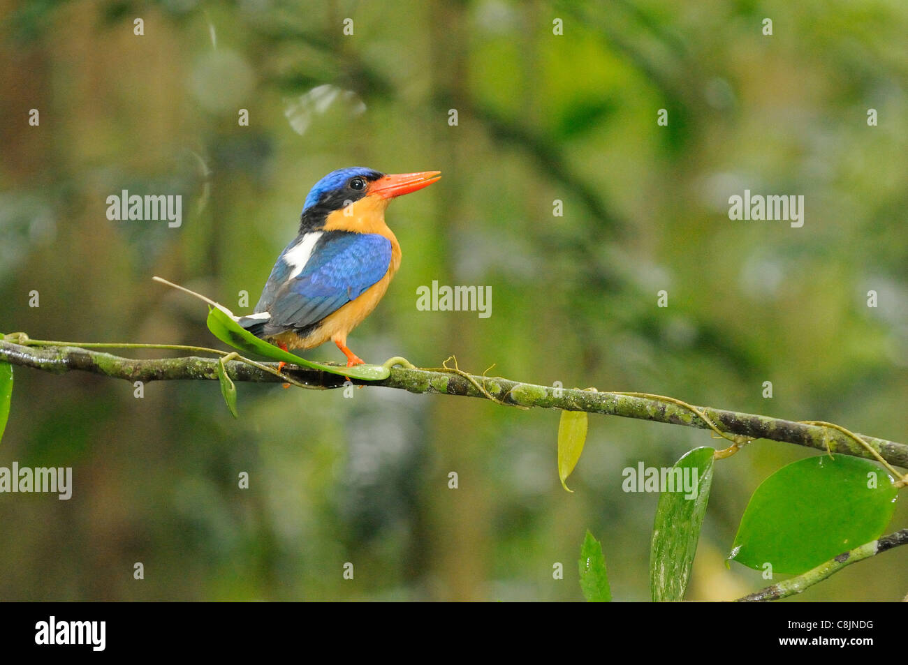 Buff-breasted Paradise Kingfisher Tanysiptera sylvia fotografato in North Queensland, Australia Foto Stock