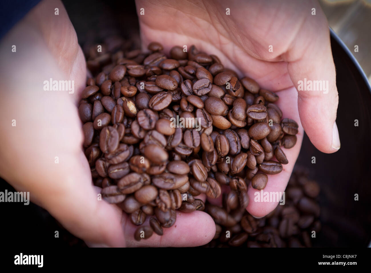 Ispezione del caffé appena tostato fagioli Foto Stock