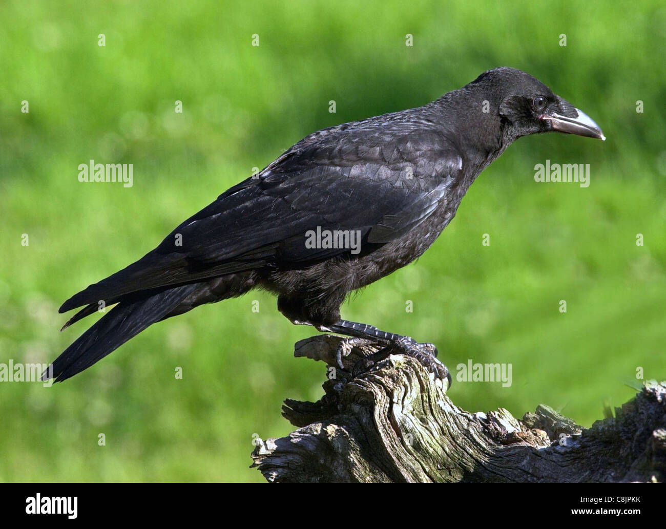Corvo il Carrion Crow (latino: Corvus Corone Corone) solitario residente britannico bird diffidare di contatto umano e di godere di notevole intelligenza. Foto Stock