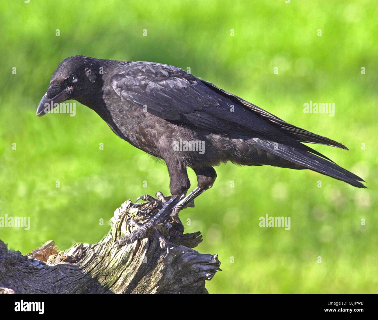 Corvo il Carrion Crow (latino: Corvus Corone Corone) solitario residente britannico bird diffidare di contatto umano e di godere di notevole intelligenza. Foto Stock