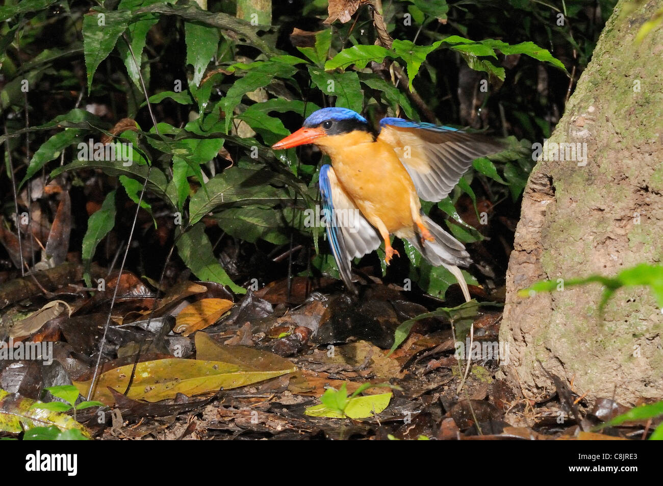 Buff-breasted Paradise Kingfisher Tanysiptera sylvia, adulti di lasciare il nido. Fotografato in North Queensland, Australia Foto Stock