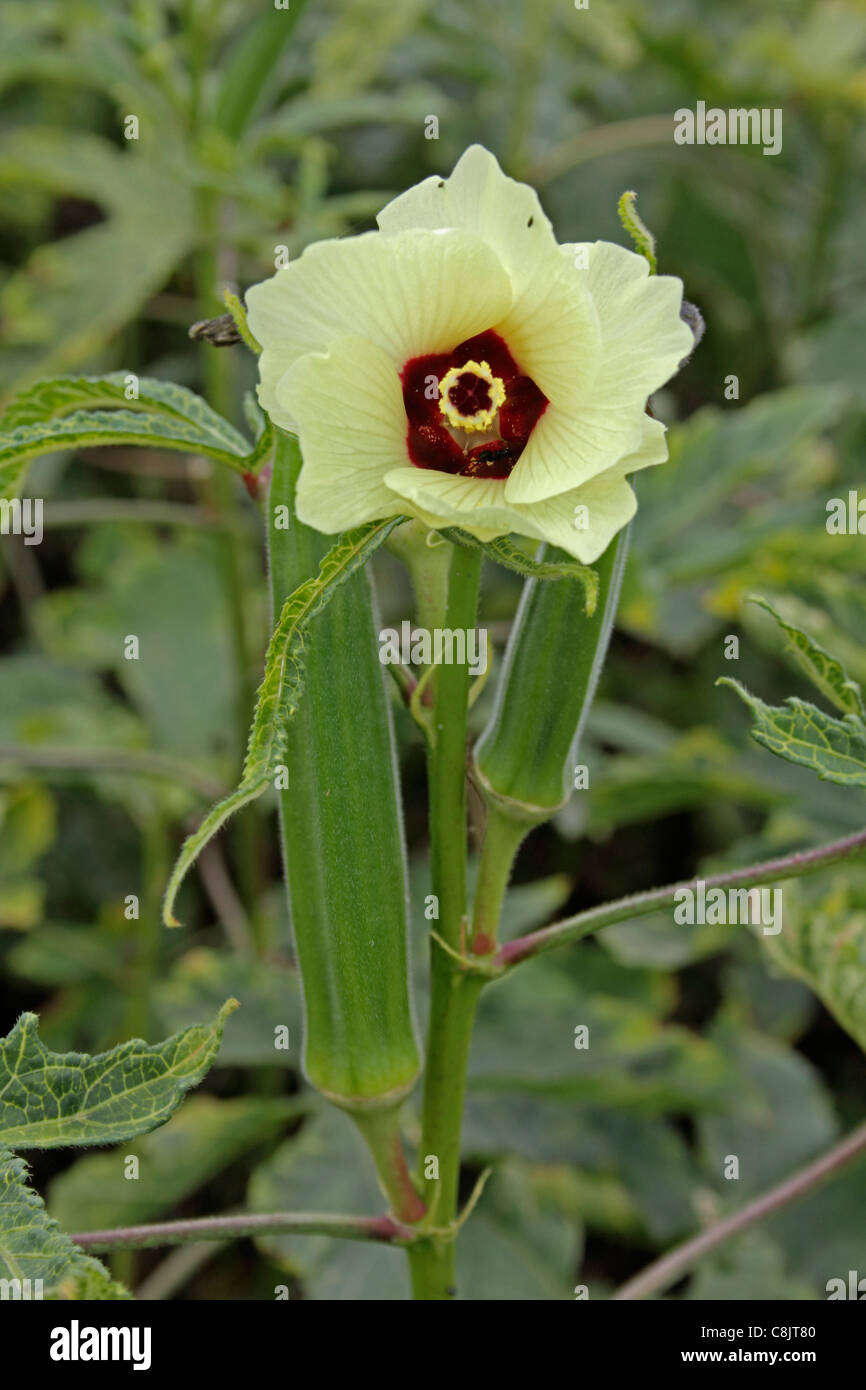 Abelmoschus esculentus, Lady dito con fiore su pant, India Foto Stock