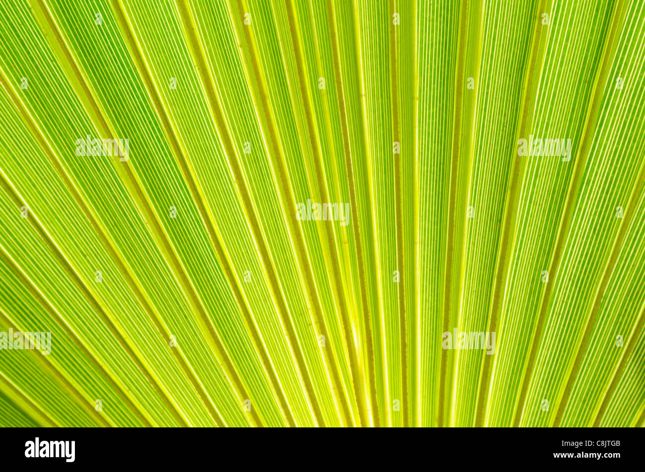Data la struttura Palm Tree, Phoenix dactylifera, Leaf Pattern, Tafraoute, Marocco Foto Stock