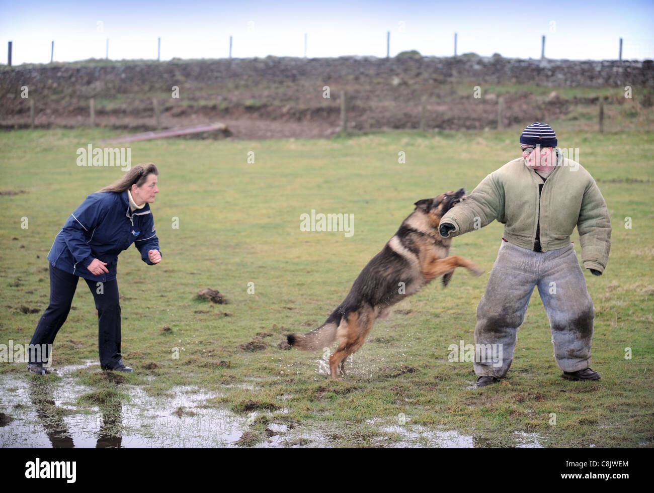 Un pastore tedesco con un gestore per imparare a temere un uomo (vestito in un morso prova tuta protettiva) a un addestramento del cane cen Foto Stock