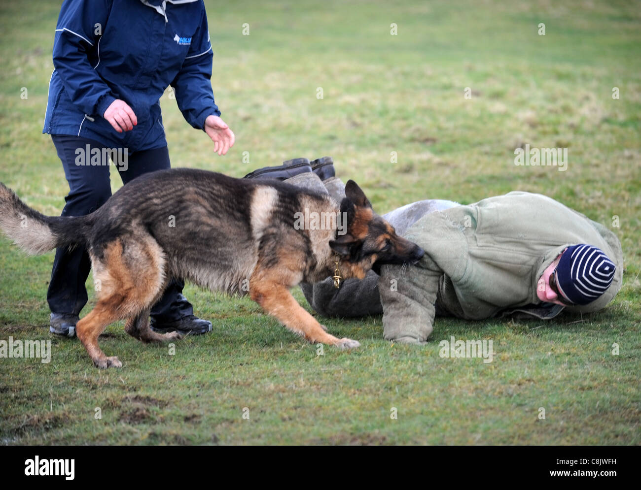 Un pastore tedesco con un gestore per imparare a temere un uomo (vestito in  un morso prova tuta protettiva) a un addestramento del cane cen Foto stock  - Alamy