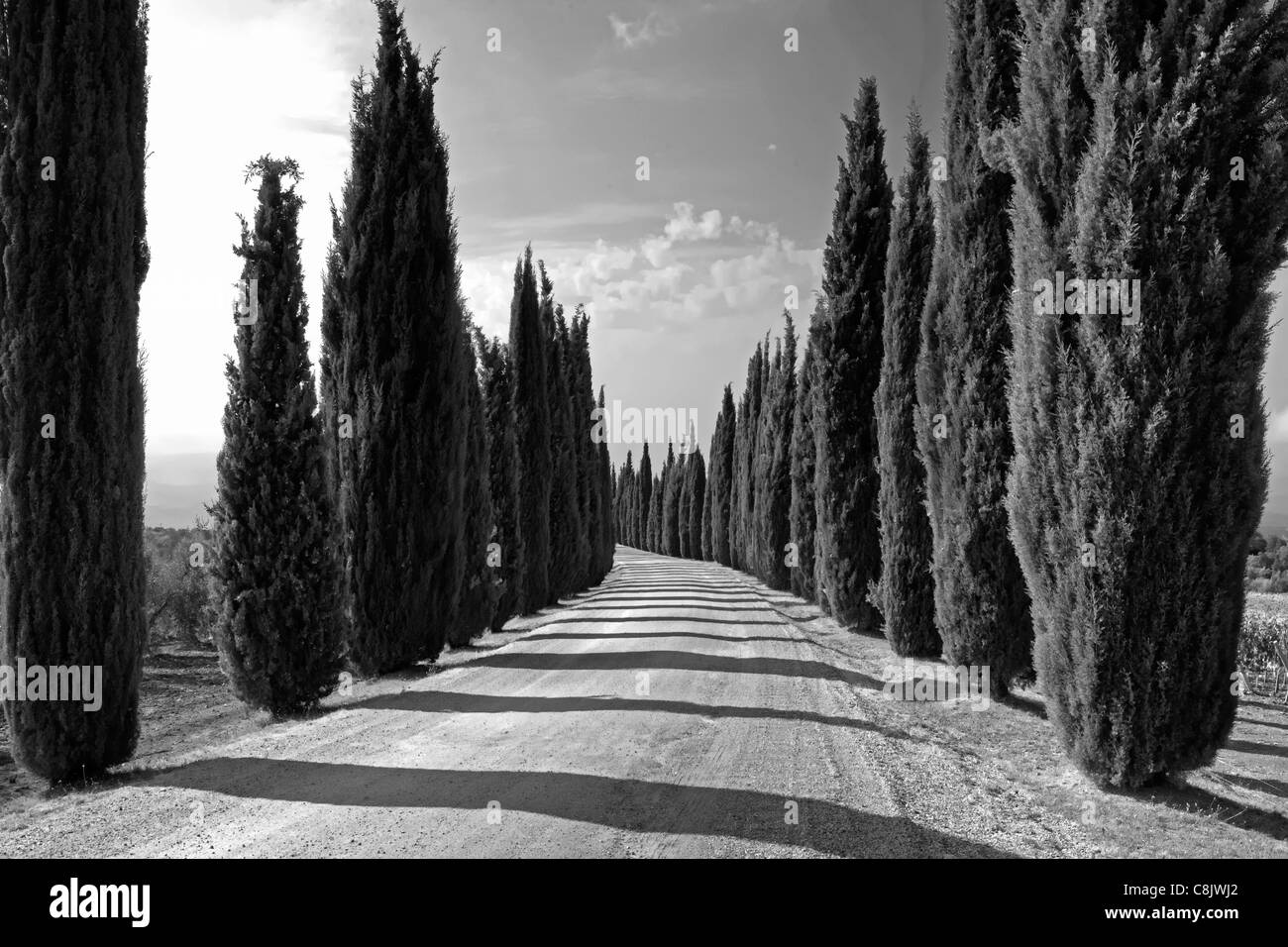 Un viale di cipressi in Toscana Foto Stock