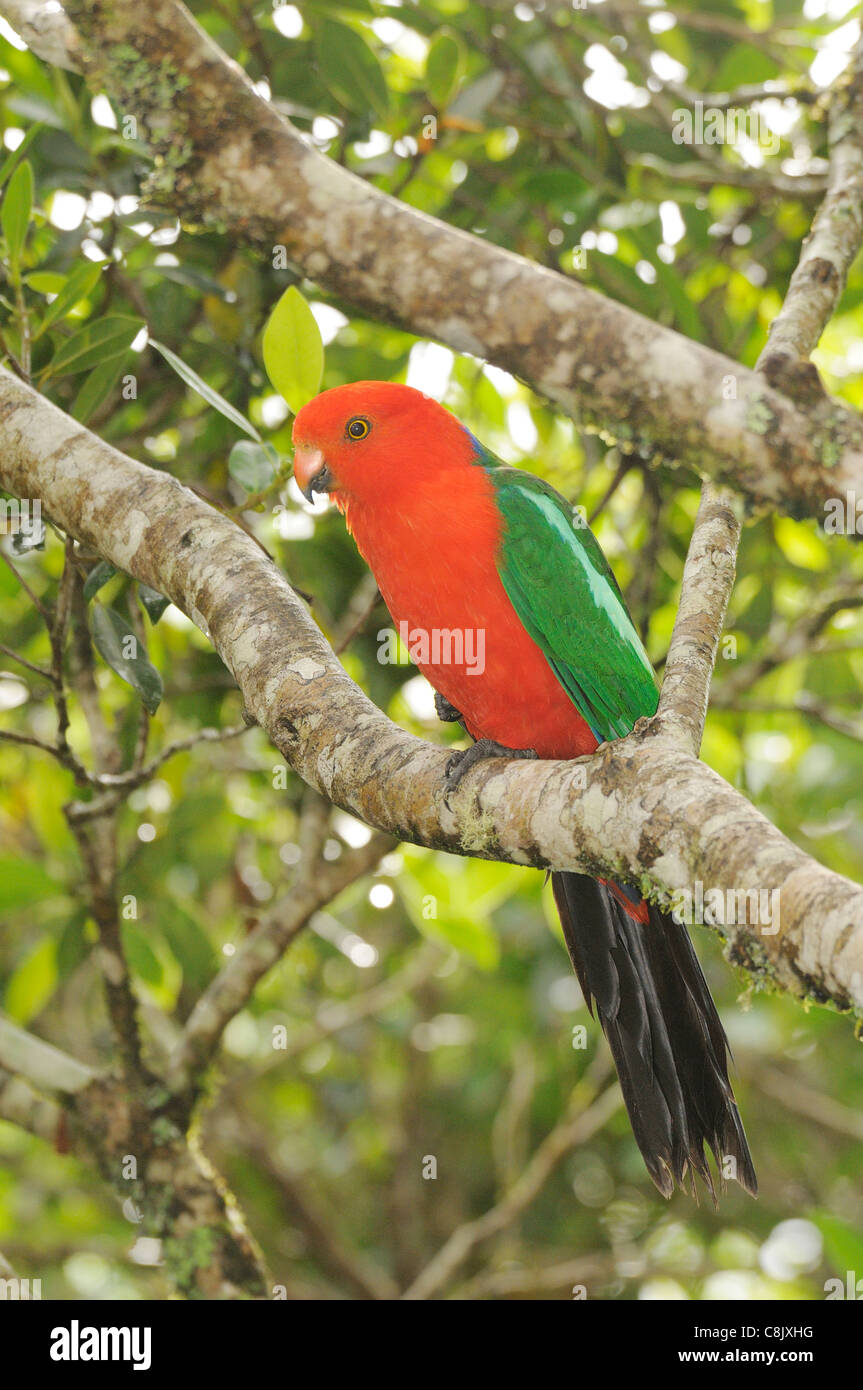 Australian re Parrot Alisterus scapularis maschio fotografato in Victoria, Australia Foto Stock