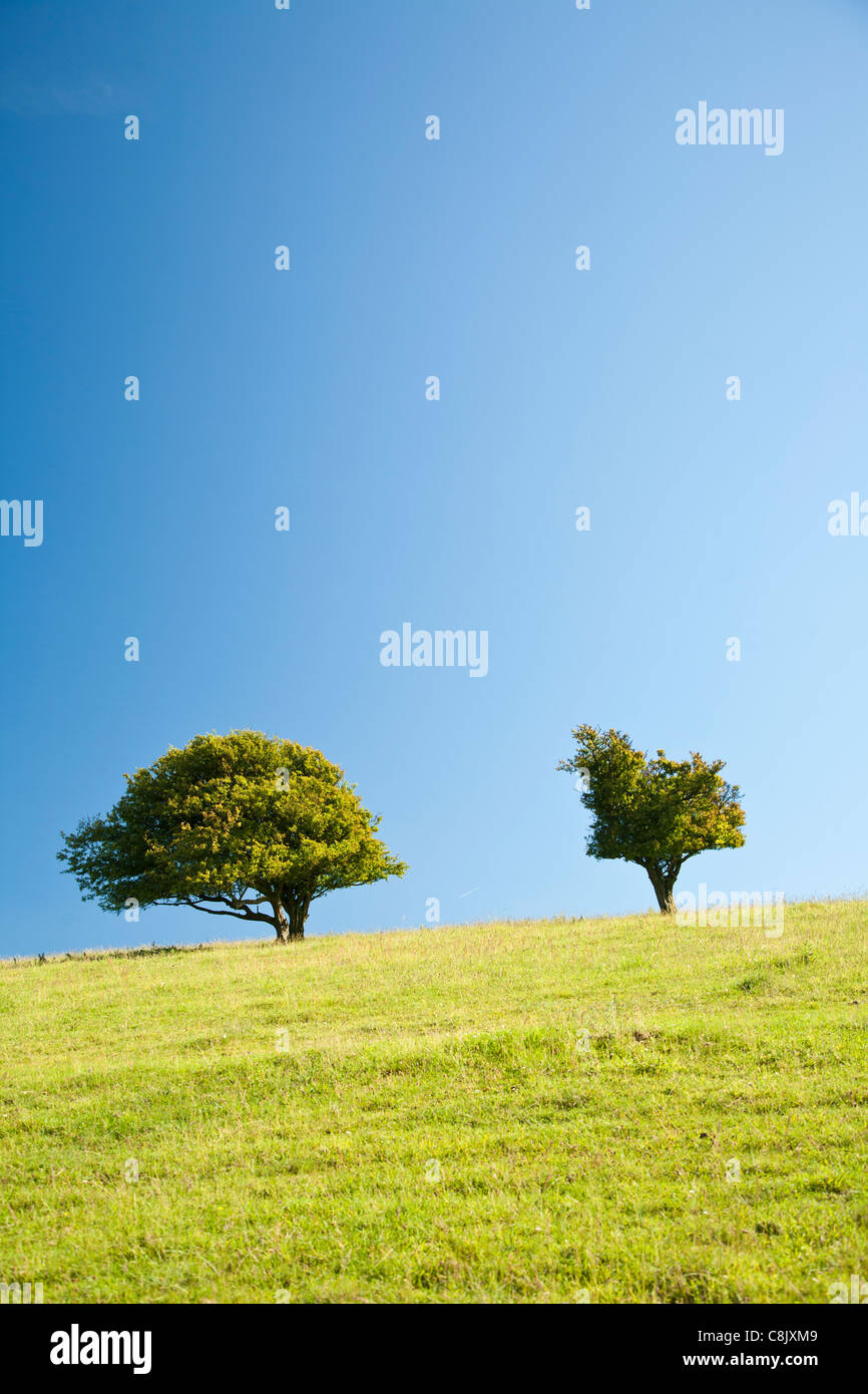 Due alberi su una collina contro un cielo blu Foto Stock