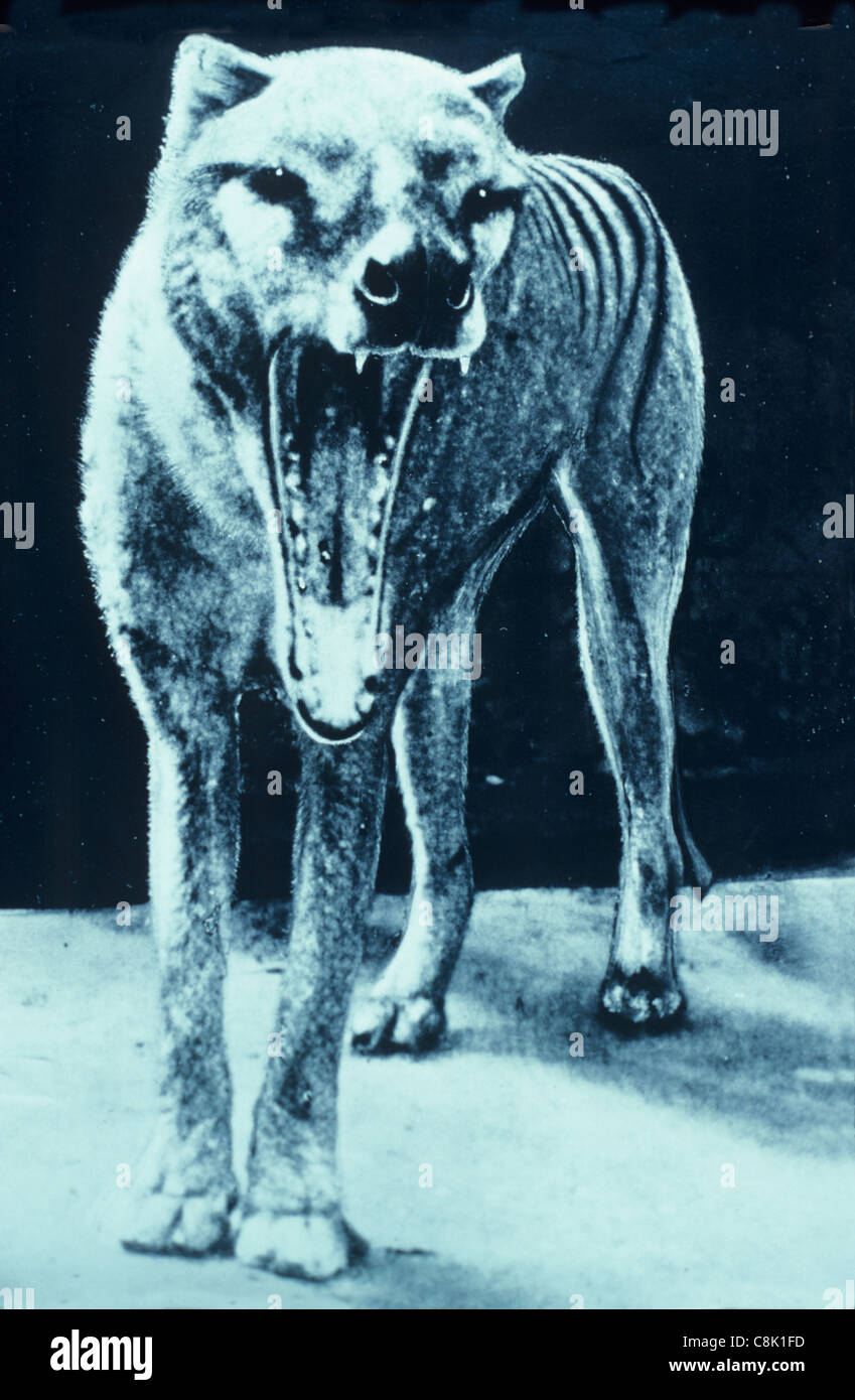 Tilacina Thylacinus cynocephalus foto storica scattata durante gli anni '1930 allo zoo di Hobart Foto Stock